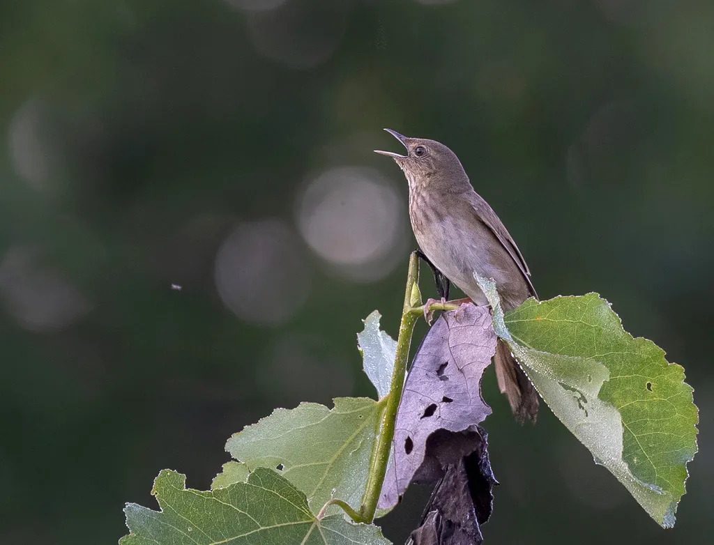河蝗莺(Locustella fluviatilis)