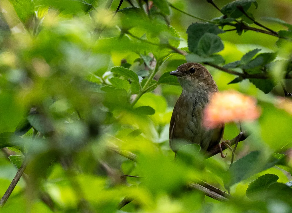 大叻短翅莺(Locustella idonea)