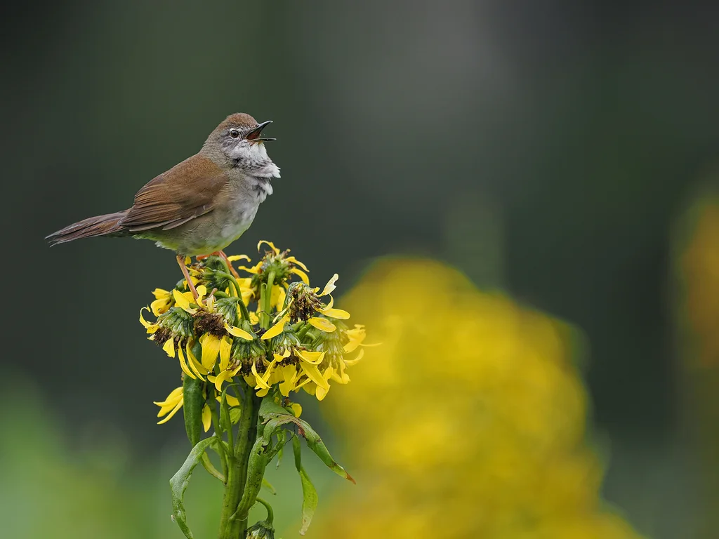 喜山短翅蝗莺(Locustella kashmirensis)