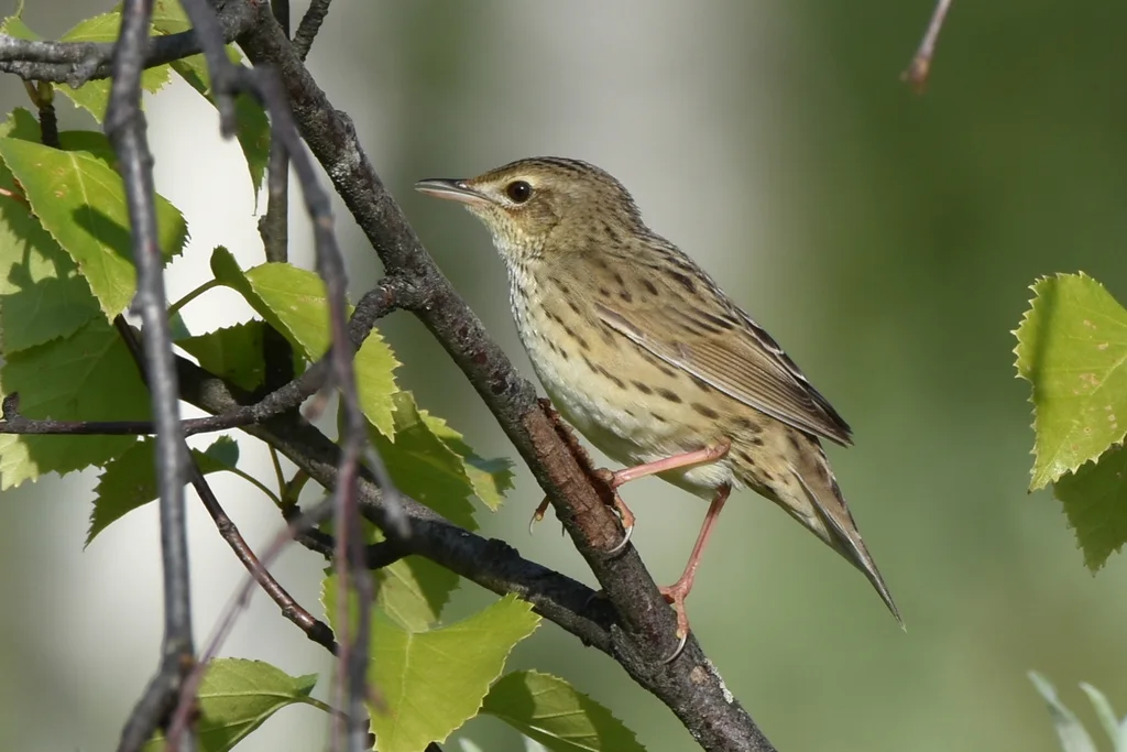 矛斑蝗莺(Locustella lanceolata)