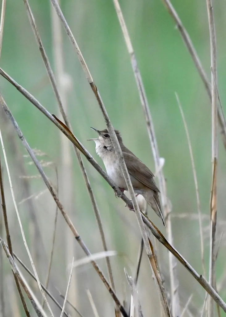 鸲蝗莺(Locustella luscinioides)