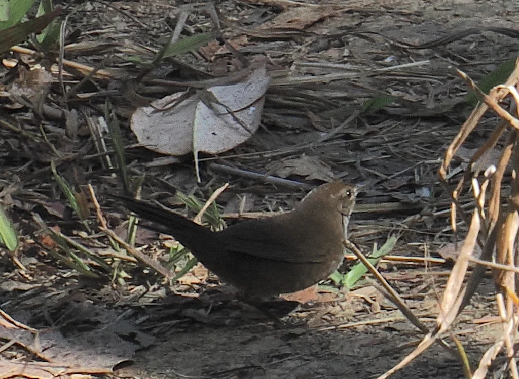 爪哇短翅蝗莺(Locustella montis)