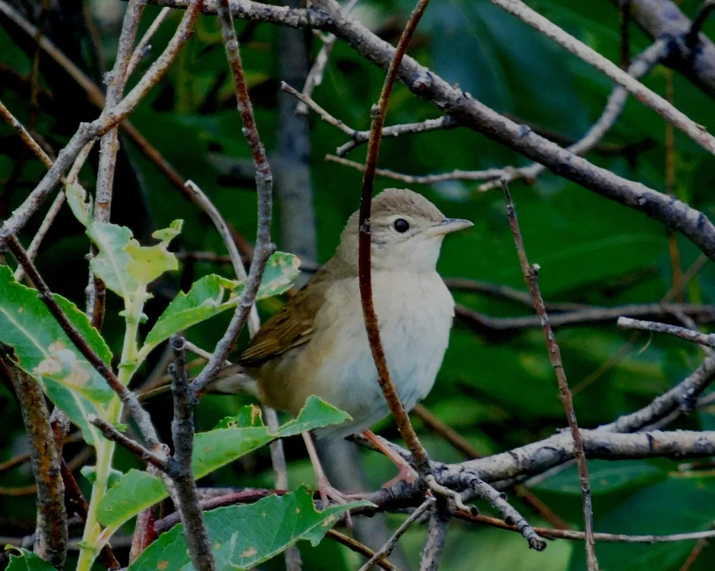 中华短翅蝗莺(Locustella tacsanowskia)