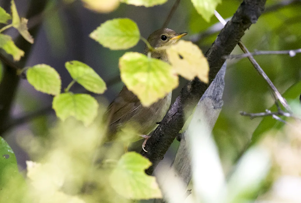 中华短翅蝗莺(Locustella tacsanowskia)