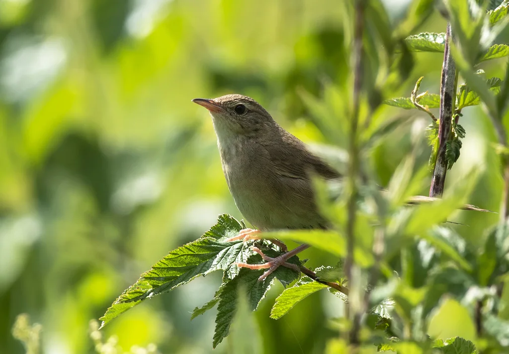 中华短翅蝗莺(Locustella tacsanowskia)
