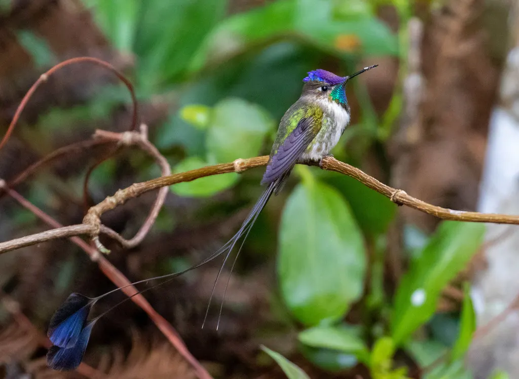 叉扇尾蜂鸟（Loddigesia mirabilis）