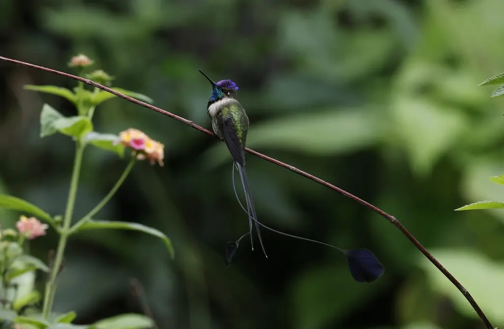 叉扇尾蜂鸟（Loddigesia mirabilis）