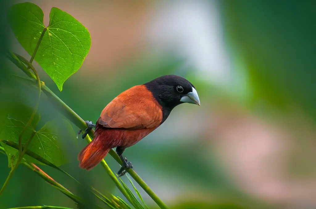 栗腹文鸟(Lonchura atricapilla)