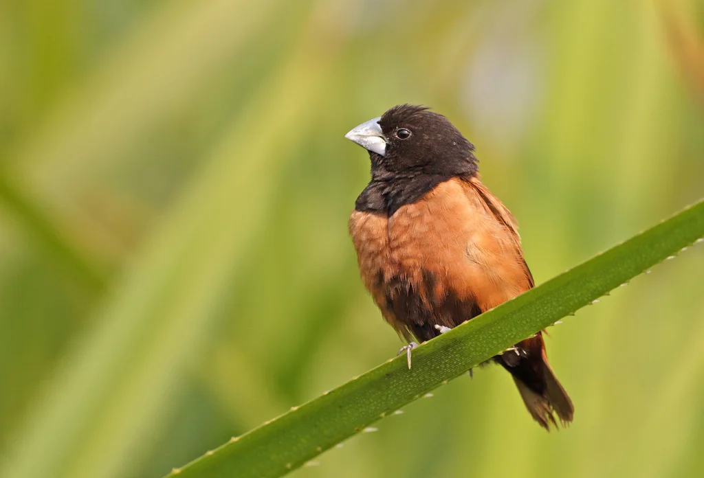 栗腹文鸟(Lonchura atricapilla)