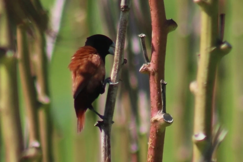 栗腹文鸟(Lonchura atricapilla)