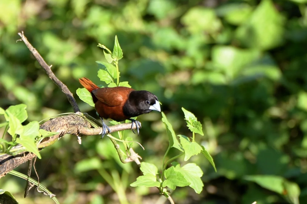 栗腹文鸟(Lonchura atricapilla)