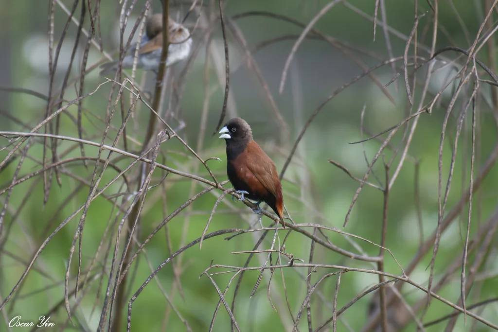栗腹文鸟(Lonchura atricapilla)