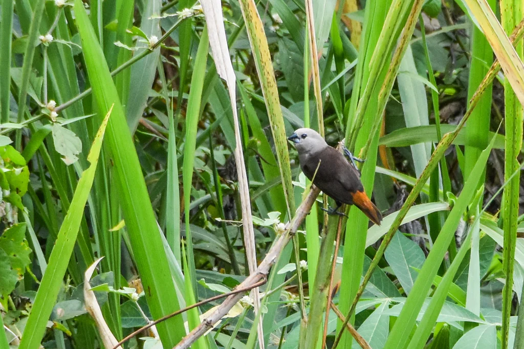 灰头文鸟(Lonchura caniceps)
