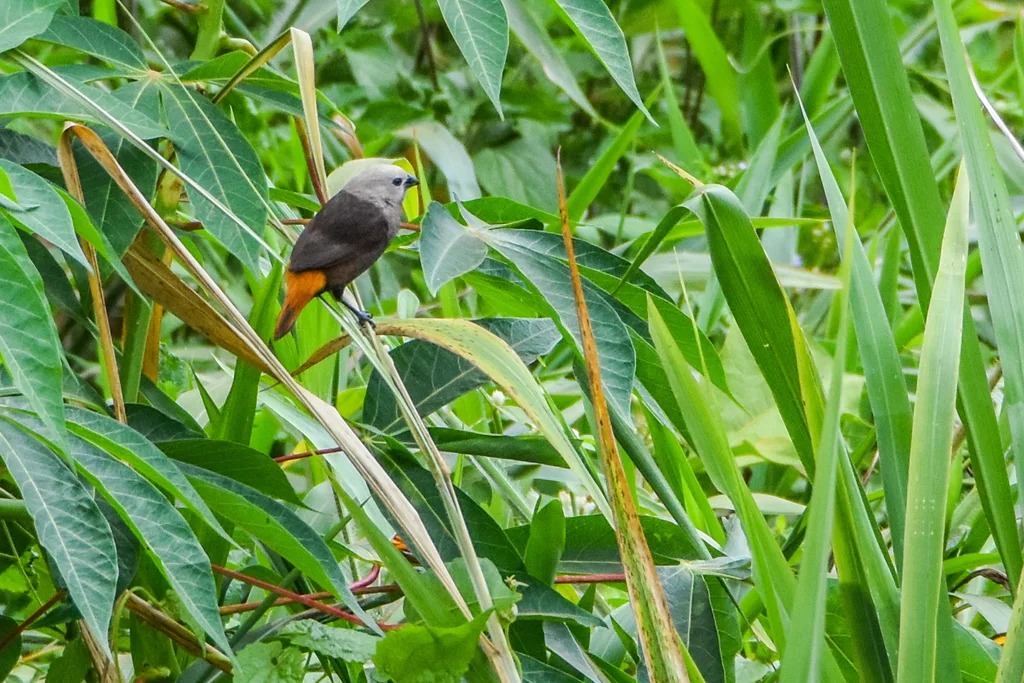 灰头文鸟(Lonchura caniceps)