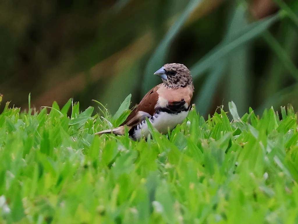 栗胸文鸟(Lonchura castaneothorax)