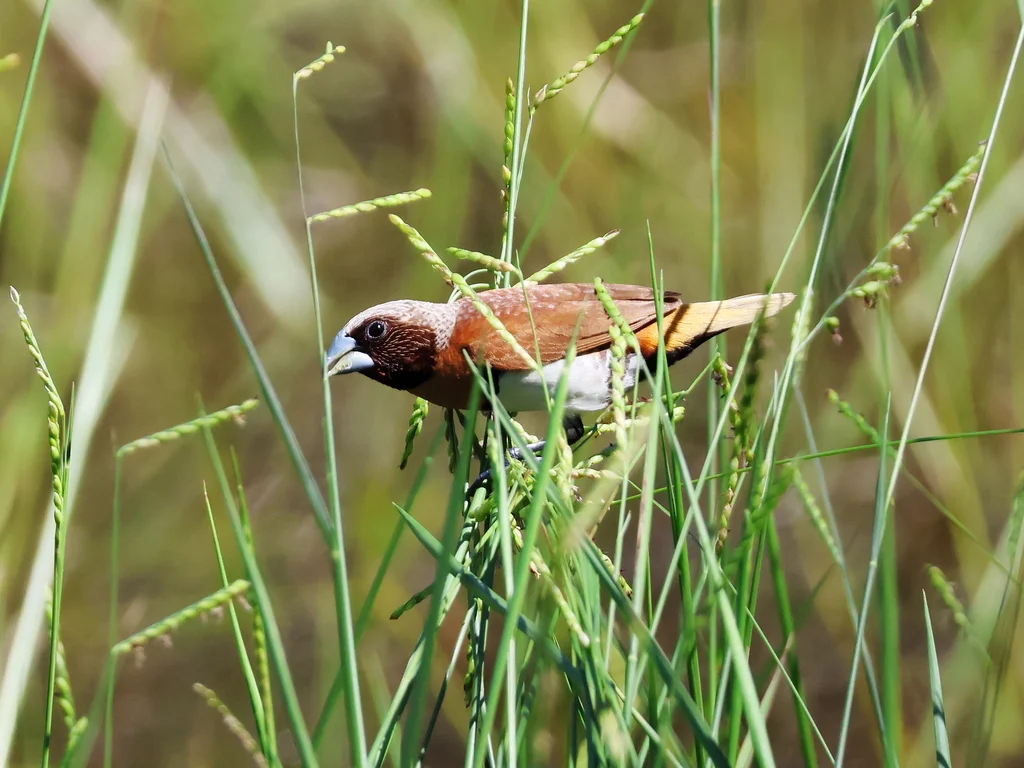 栗胸文鸟(Lonchura castaneothorax)
