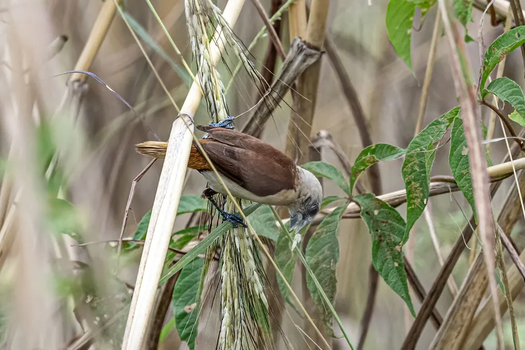 黄尾文鸟(Lonchura flaviprymna)