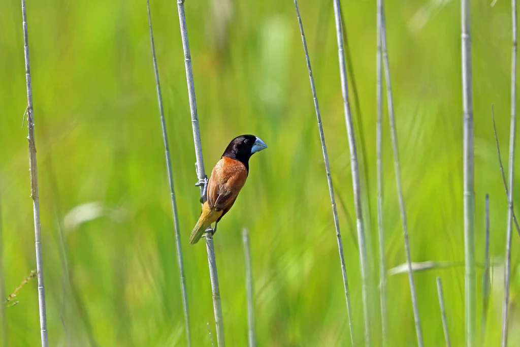 大嘴文鸟(Lonchura grandis)