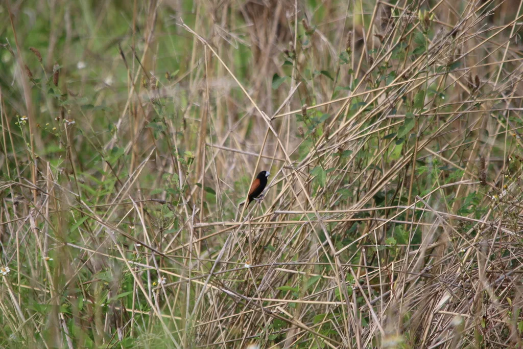 大嘴文鸟(Lonchura grandis)