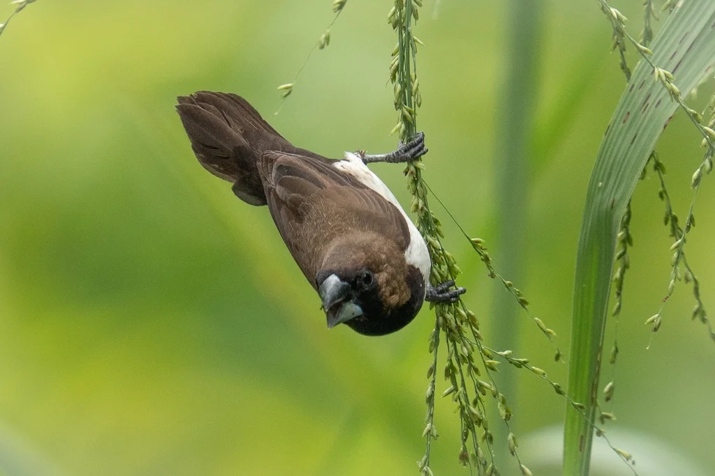 黑喉文鸟(Lonchura leucogastroides)