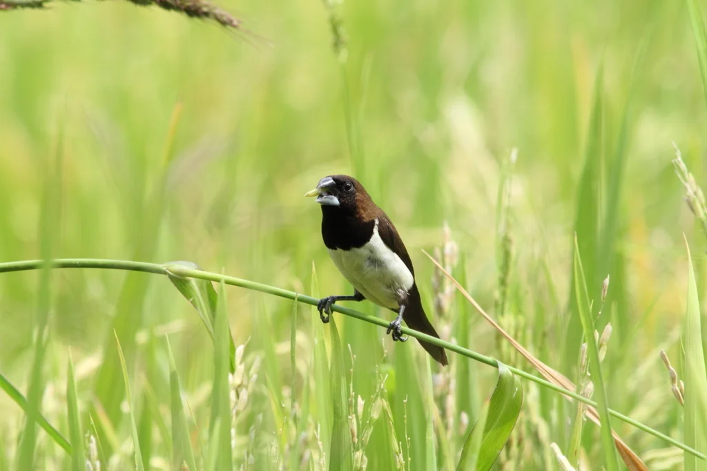 黑喉文鸟(Lonchura leucogastroides)
