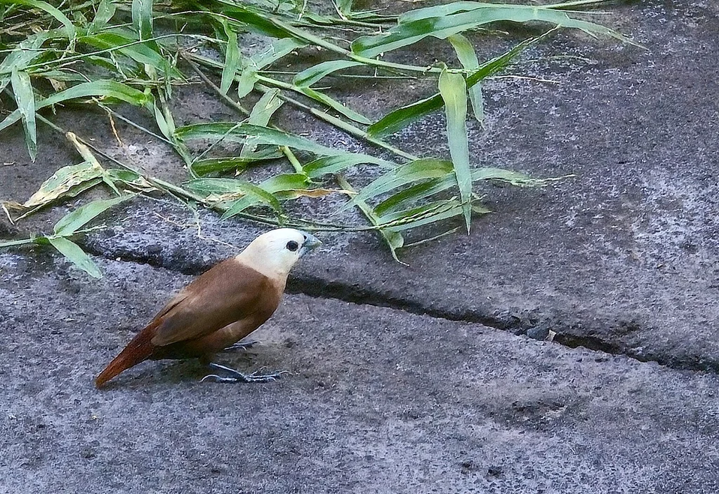 白头文鸟(Lonchura maja)