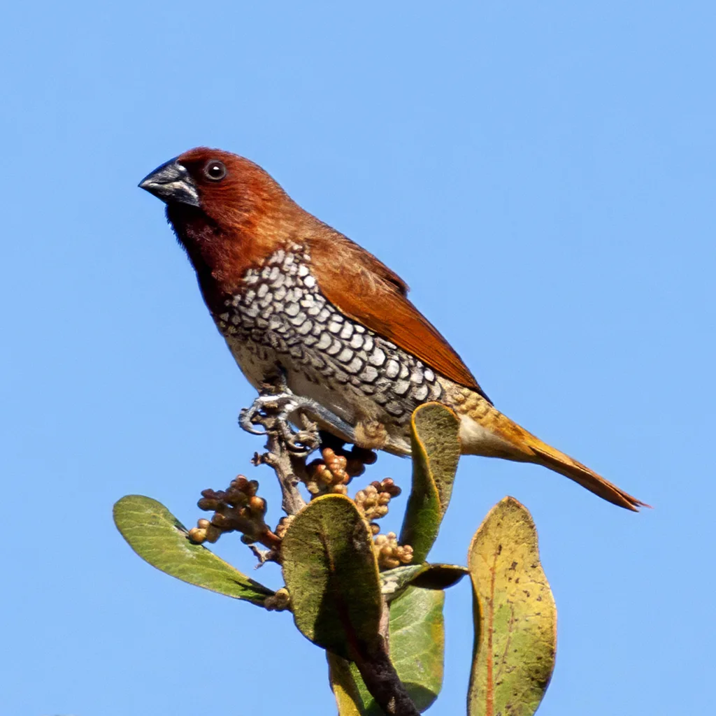 斑文鸟(Lonchura punctulata)