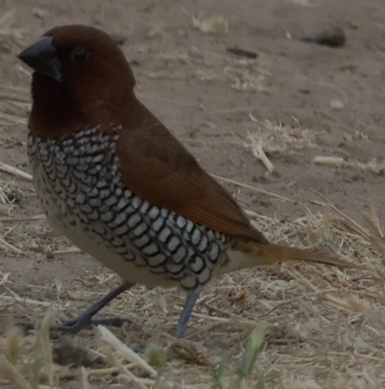 斑文鸟(Lonchura punctulata)