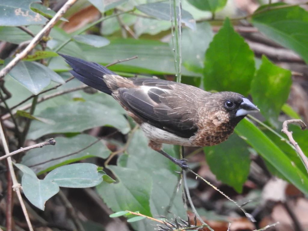 白腰文鸟(Lonchura striata)