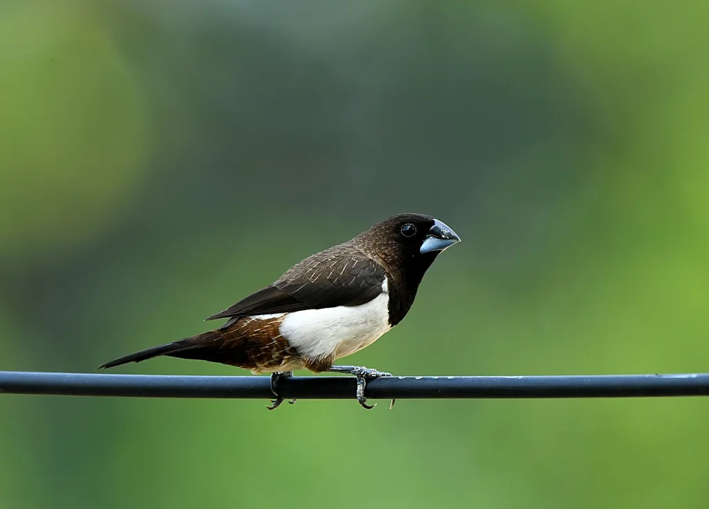 白腰文鸟(Lonchura striata)