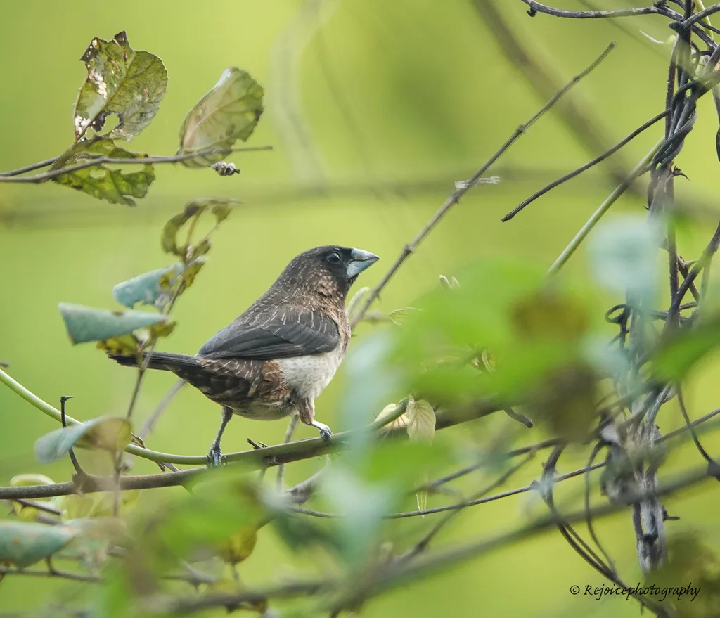 白腰文鸟(Lonchura striata)