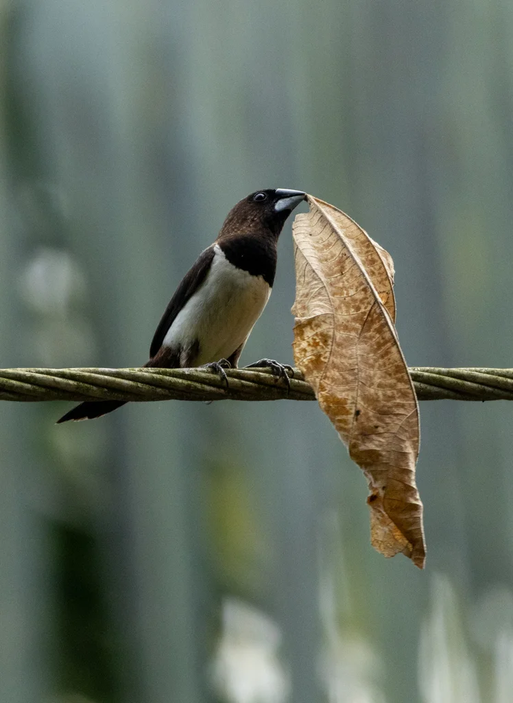 白腰文鸟(Lonchura striata)