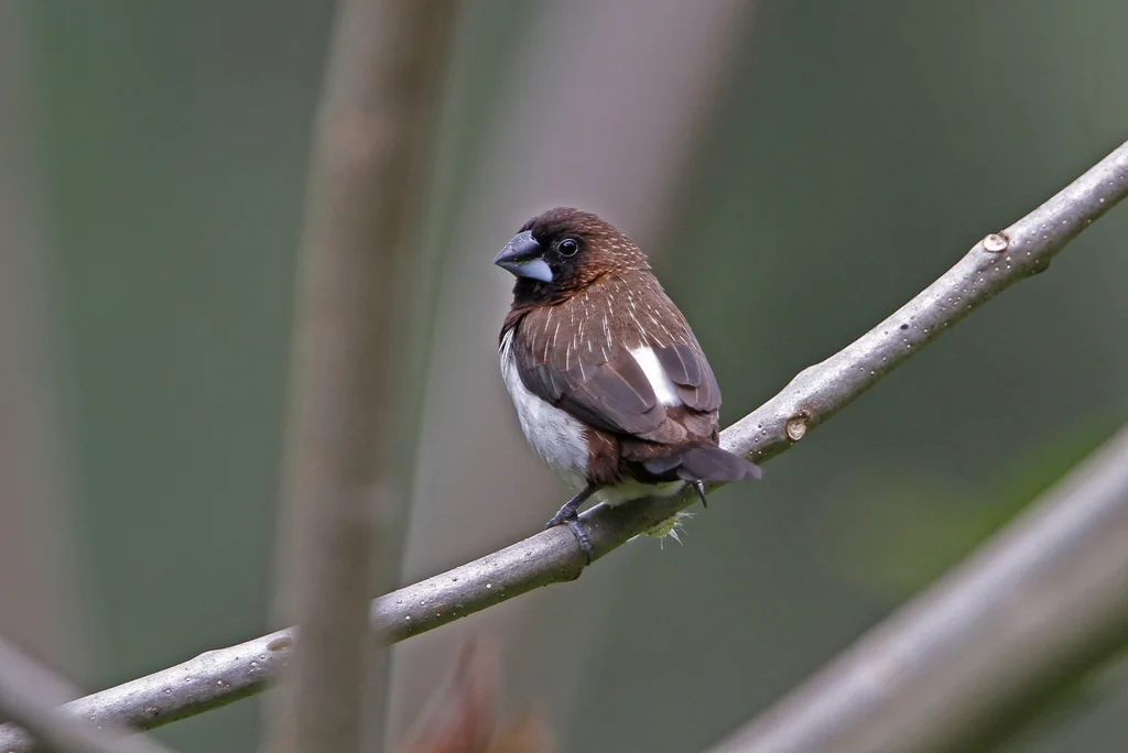 白腰文鸟(Lonchura striata)