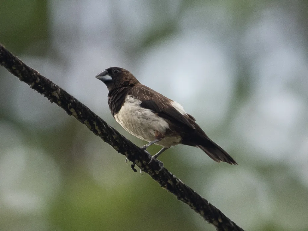 白腰文鸟(Lonchura striata)