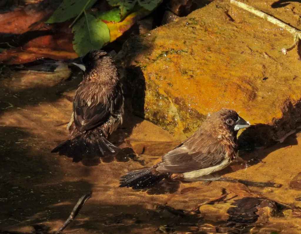 白腰文鸟(Lonchura striata)