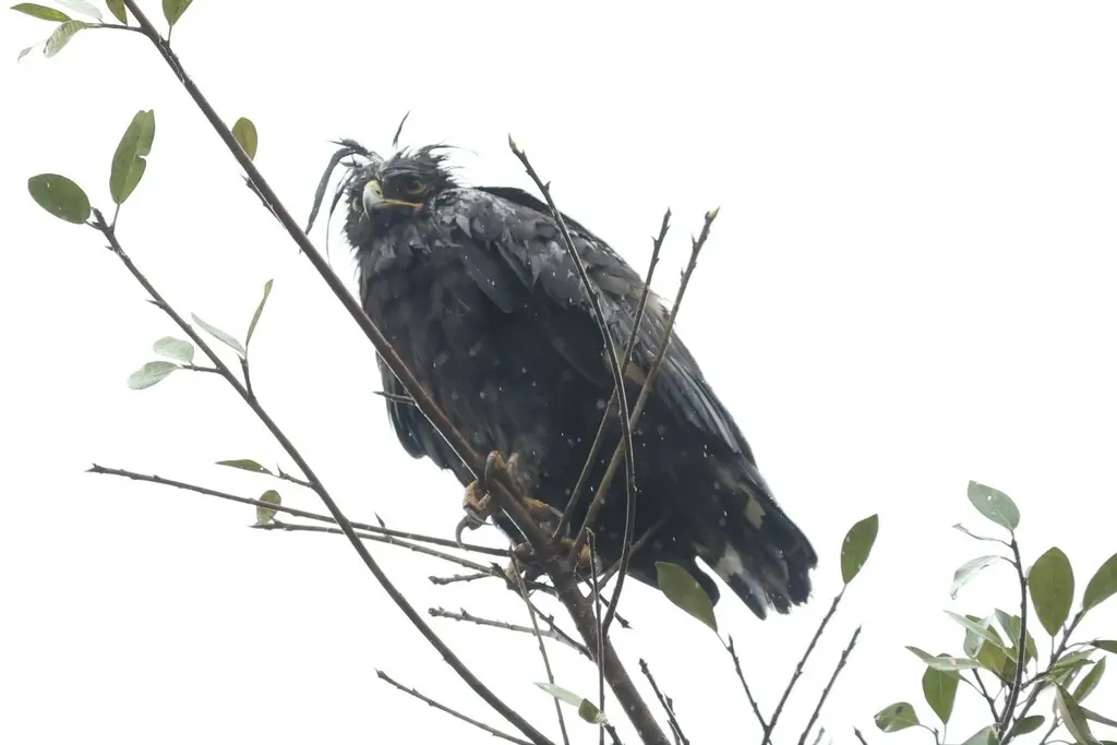 长冠鹰雕(Lophaetus occipitalis)
