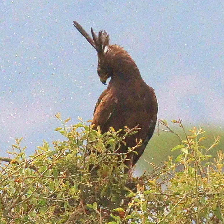 长冠鹰雕(Lophaetus occipitalis)
