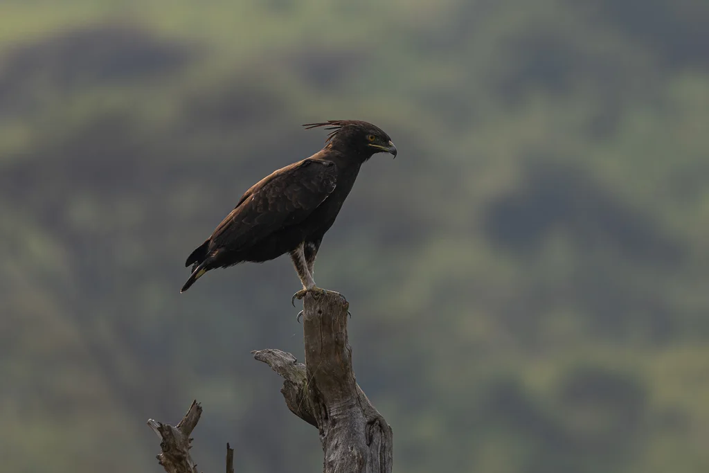 长冠鹰雕(Lophaetus occipitalis)