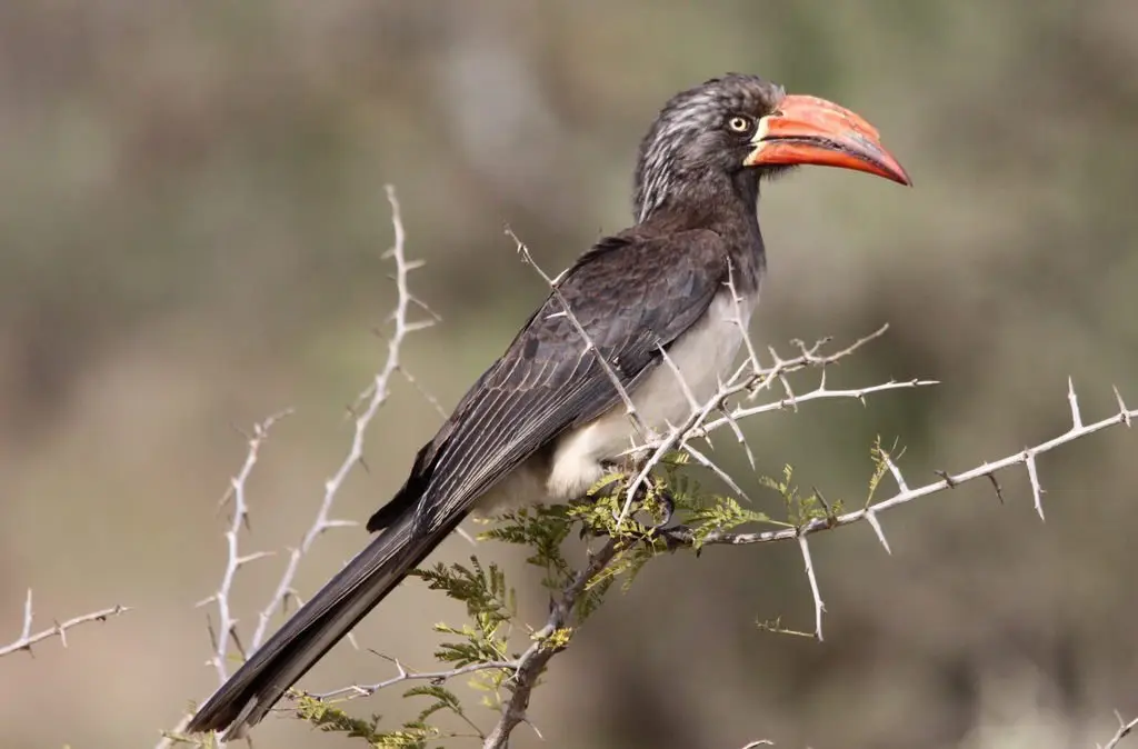冕弯嘴犀鸟（Lophoceros alboterminatus）