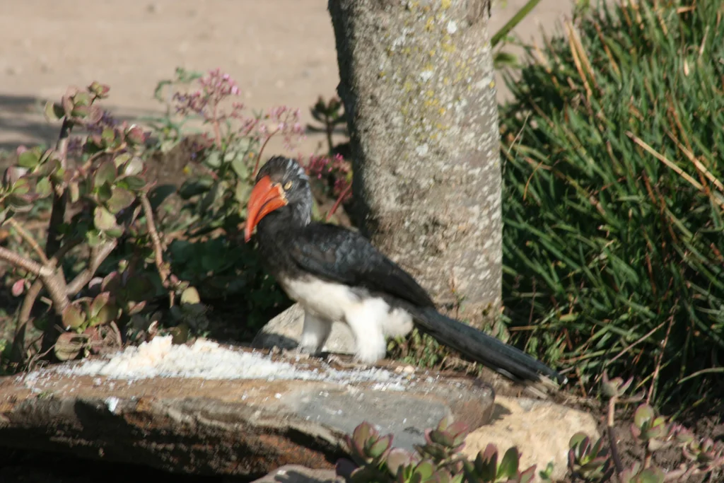 冕弯嘴犀鸟（Lophoceros alboterminatus）