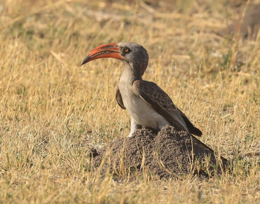 南非弯嘴犀鸟(Lophoceros bradfieldi)
