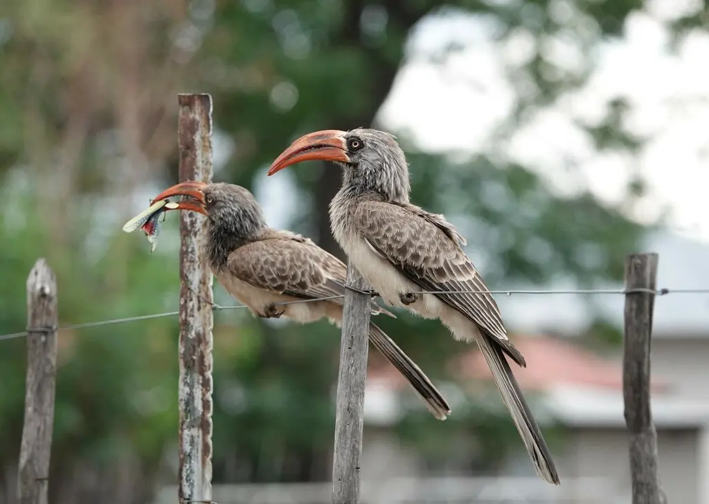 南非弯嘴犀鸟(Lophoceros bradfieldi)