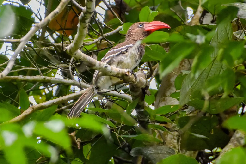 红弯嘴犀鸟(Lophoceros camurus)