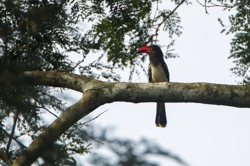 红弯嘴犀鸟(Lophoceros camurus)