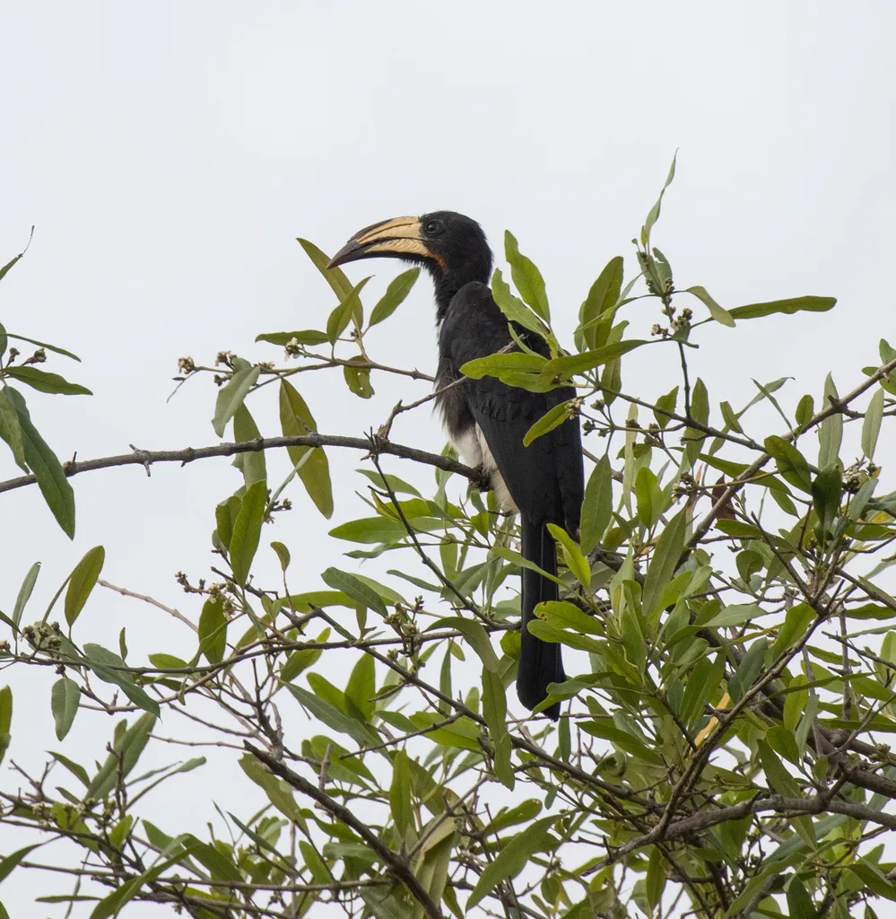 斑尾弯嘴犀鸟(Lophoceros fasciatus)