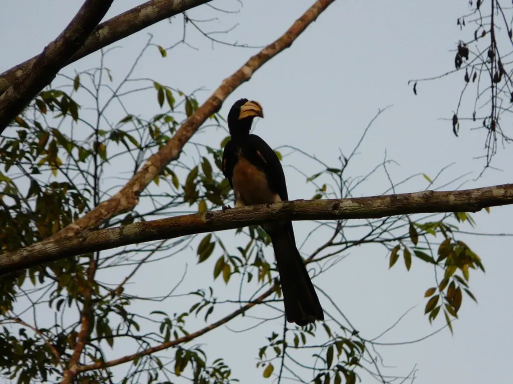 斑尾弯嘴犀鸟(Lophoceros fasciatus)