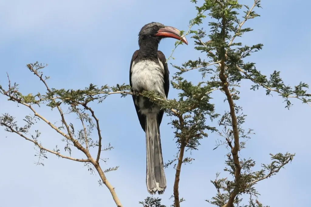 亨氏弯嘴犀鸟（Lophoceros hemprichii）