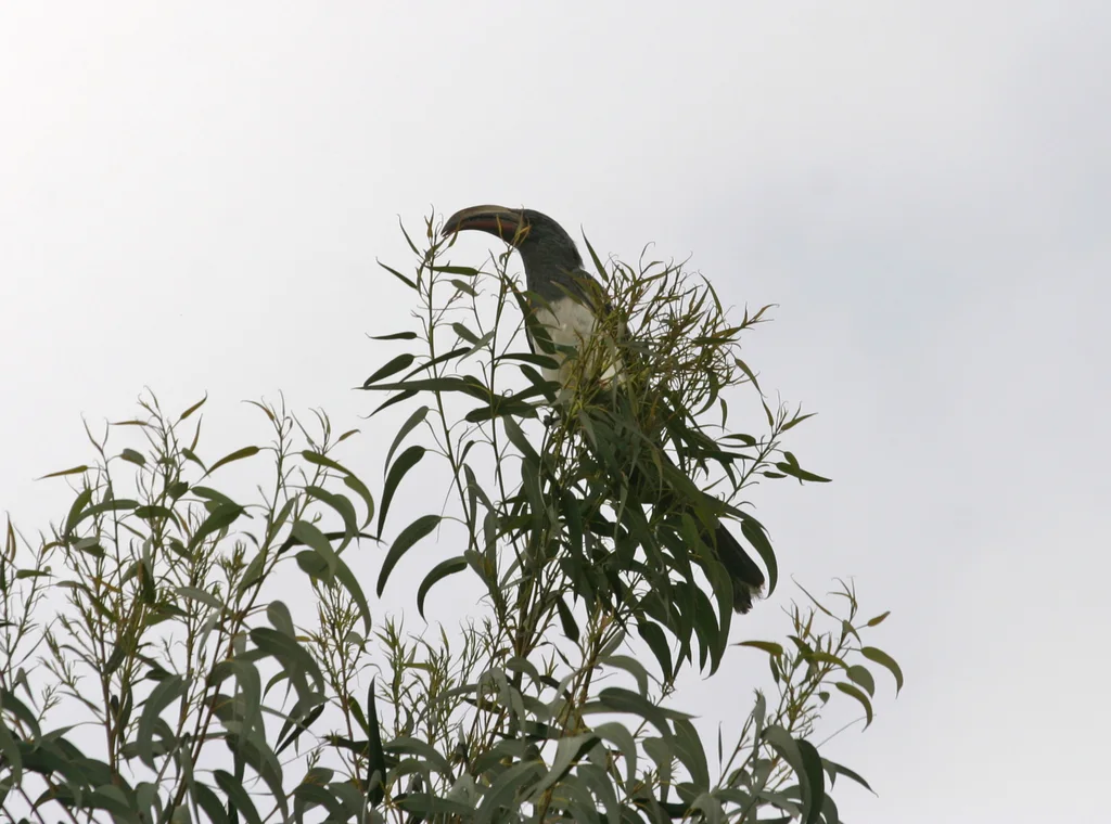 亨氏弯嘴犀鸟（Lophoceros hemprichii）