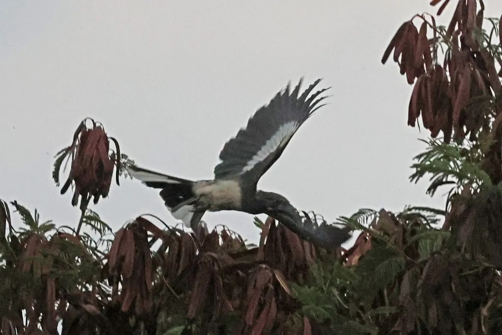 亨氏弯嘴犀鸟（Lophoceros hemprichii）