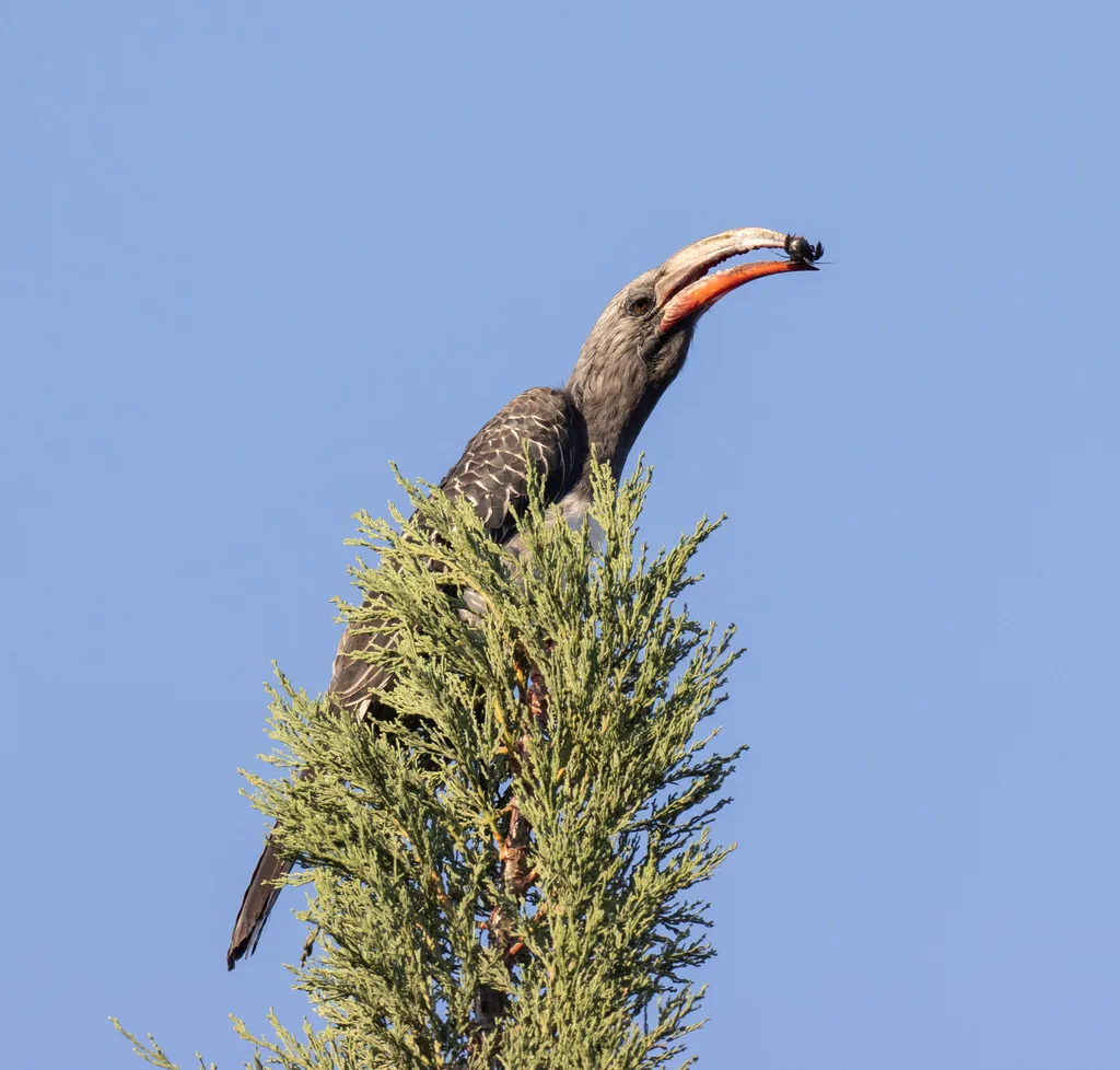 亨氏弯嘴犀鸟（Lophoceros hemprichii）